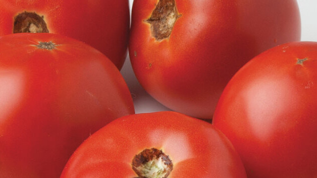 Рецепт на ужин Паста с помидорами и треской